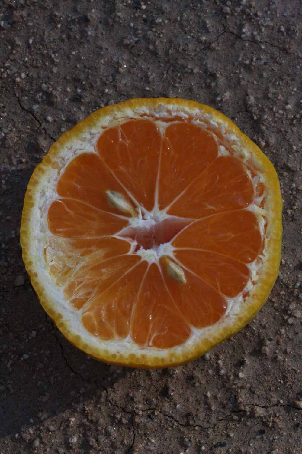            Fruit cross-section (Riverside, CA)   